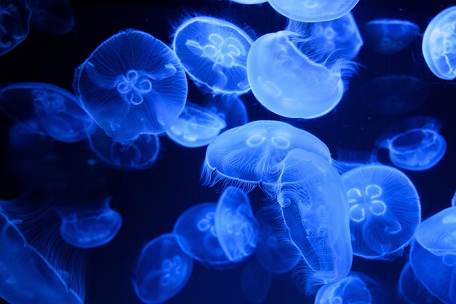 Jak eksperymentalnie opracowałem własną metodę wykrywania naturalnych emisji bioluminescencyjnych glonów za pomocą domowego sprzętu